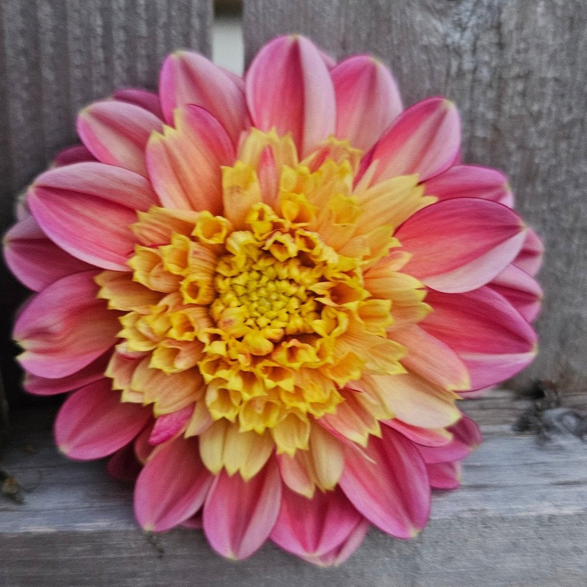 BJ's Rival - Freese Flower Farm