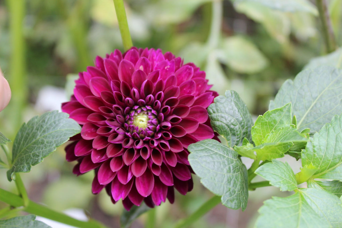 Black Diamond - Freese Flower Farm