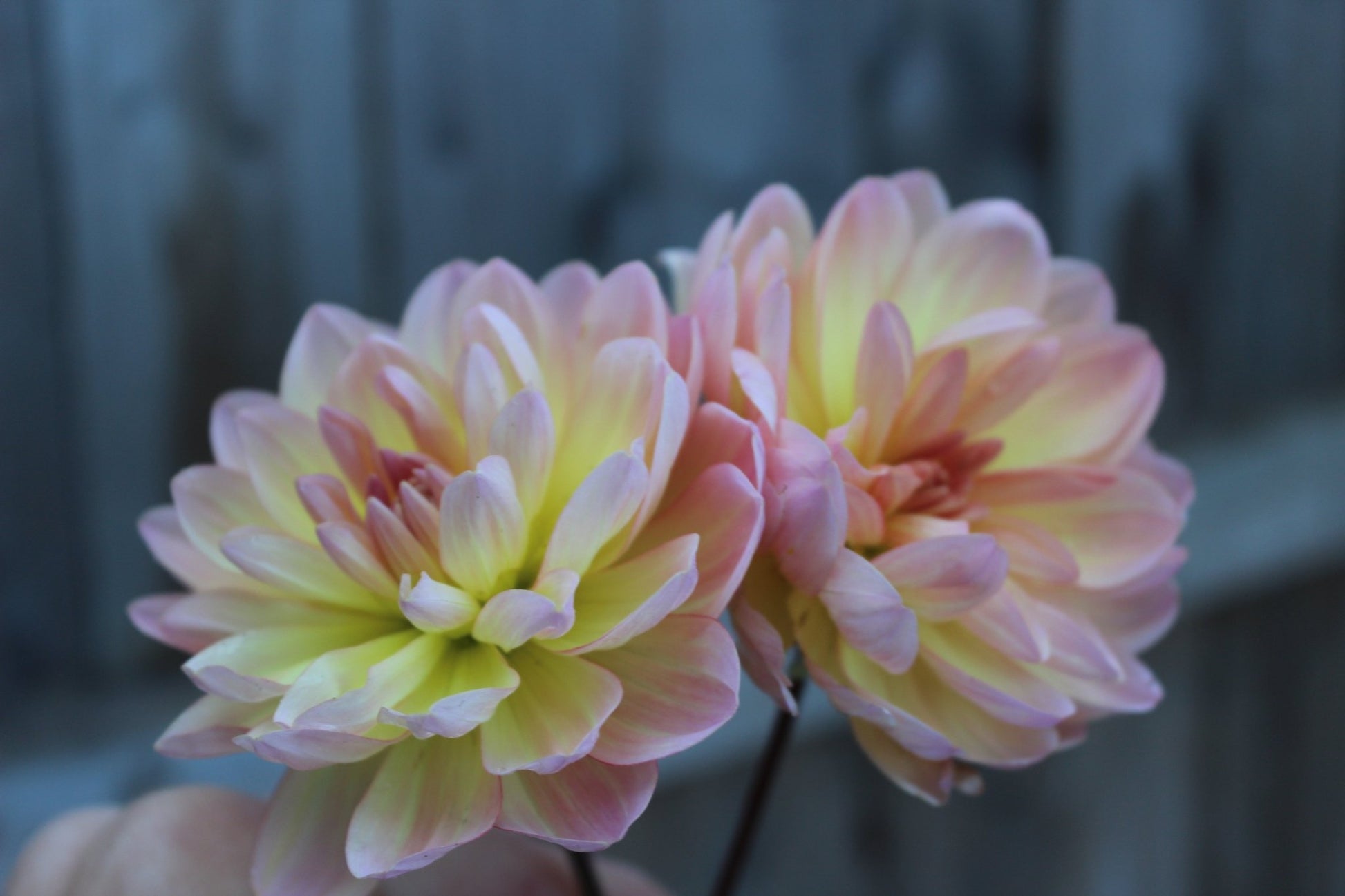 Sandia Bliss - Freese Flower Farm
