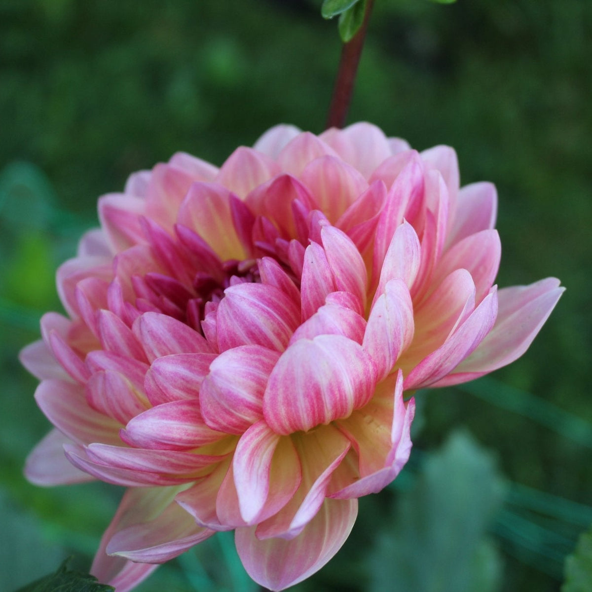 Sandia Bliss - Freese Flower Farm
