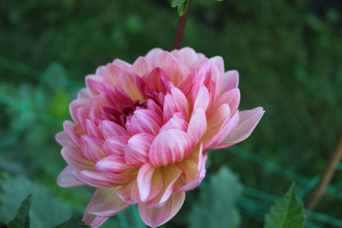 Sandia Bliss - Freese Flower Farm