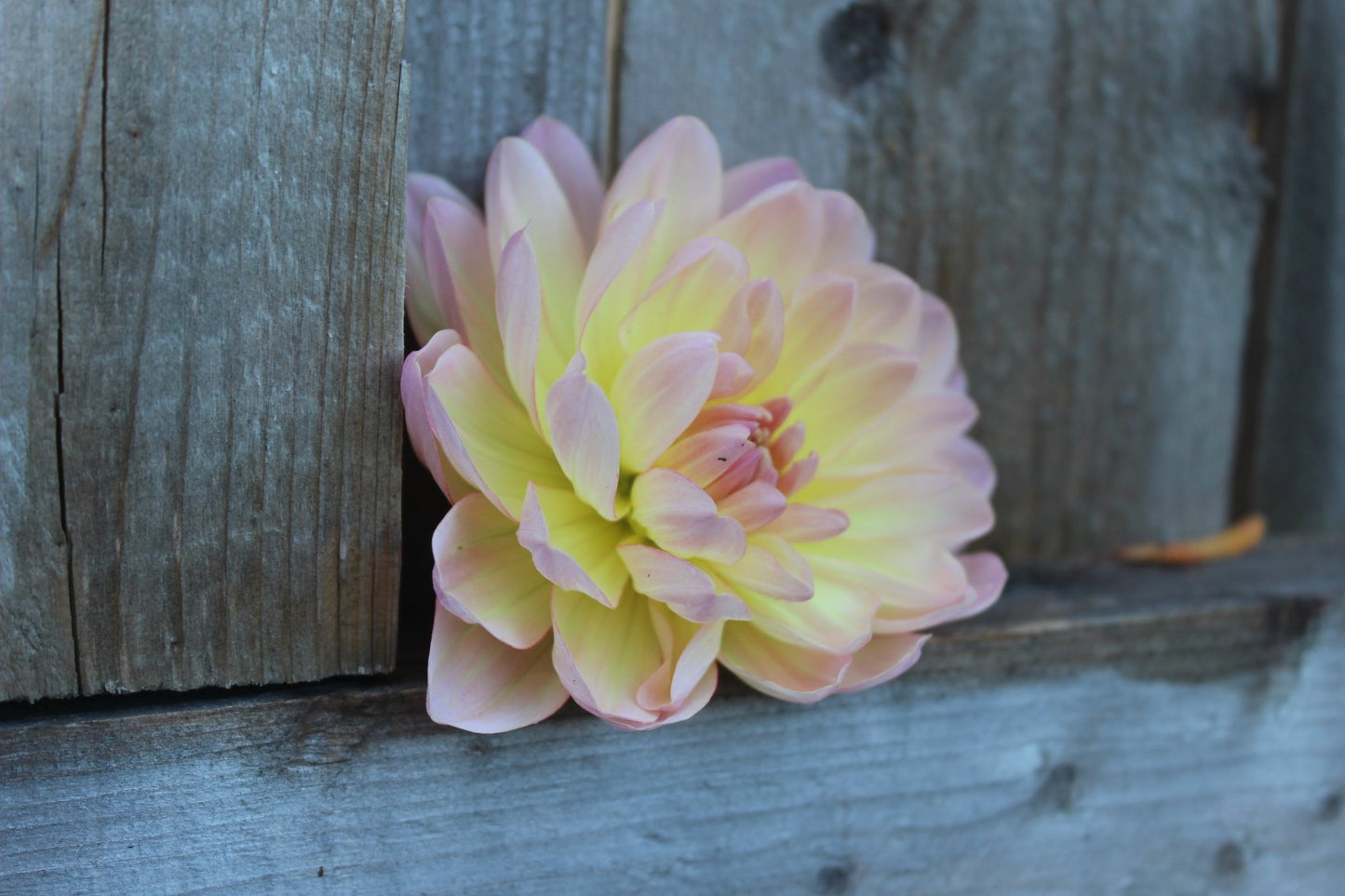 Sandia Bliss - Freese Flower Farm