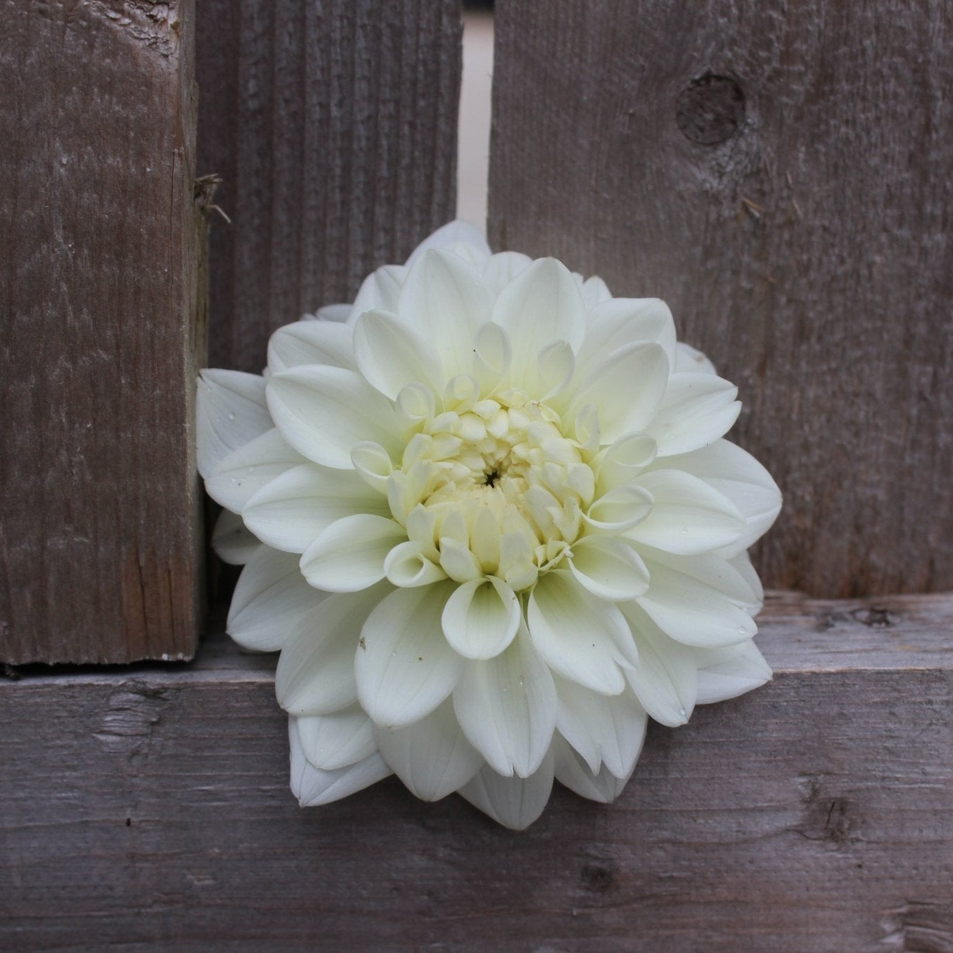 Blizzard - Freese Flower Farm