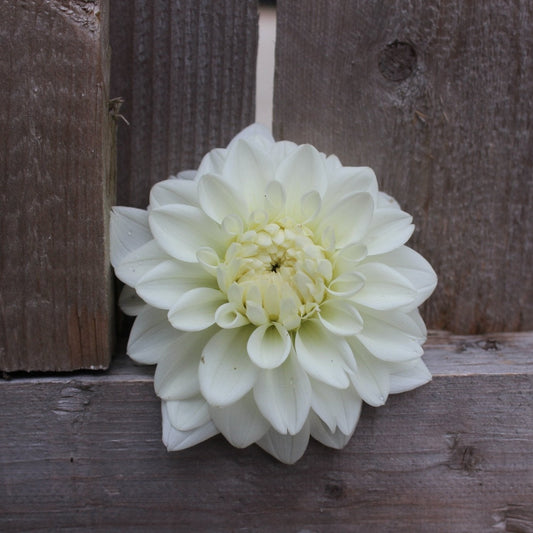 Blizzard - Freese Flower Farm