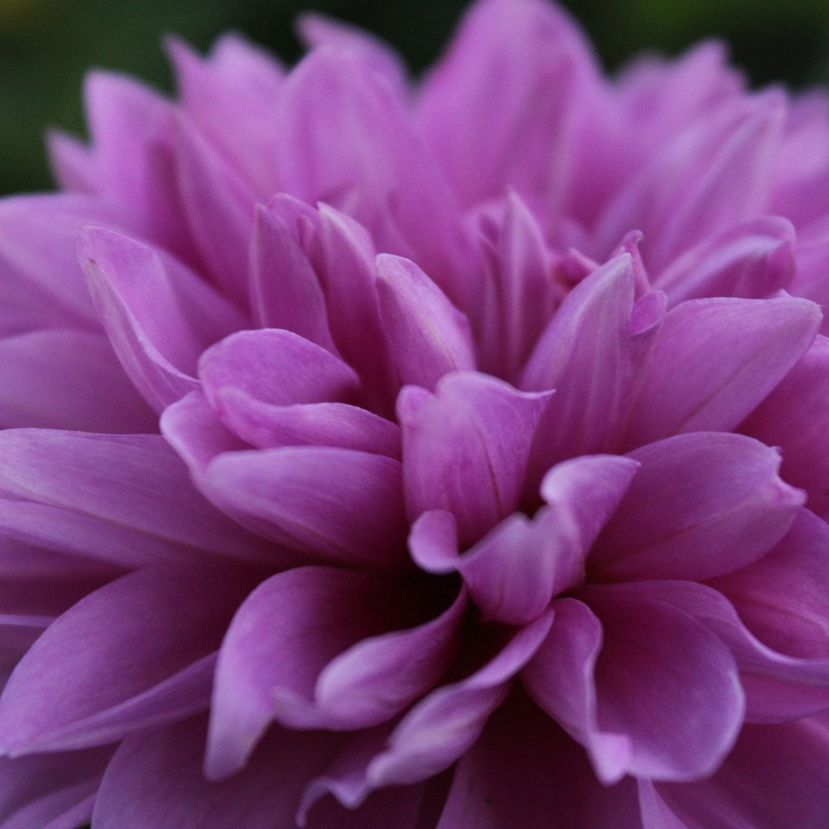 Blue Lagoon - Freese Flower Farm