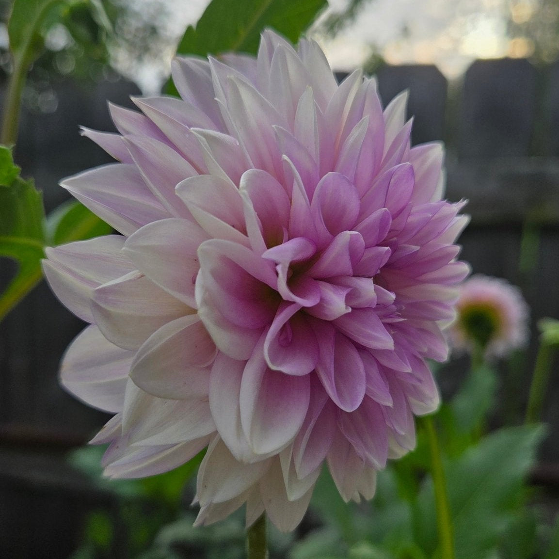 Boundary Sophie - Freese Flower Farm