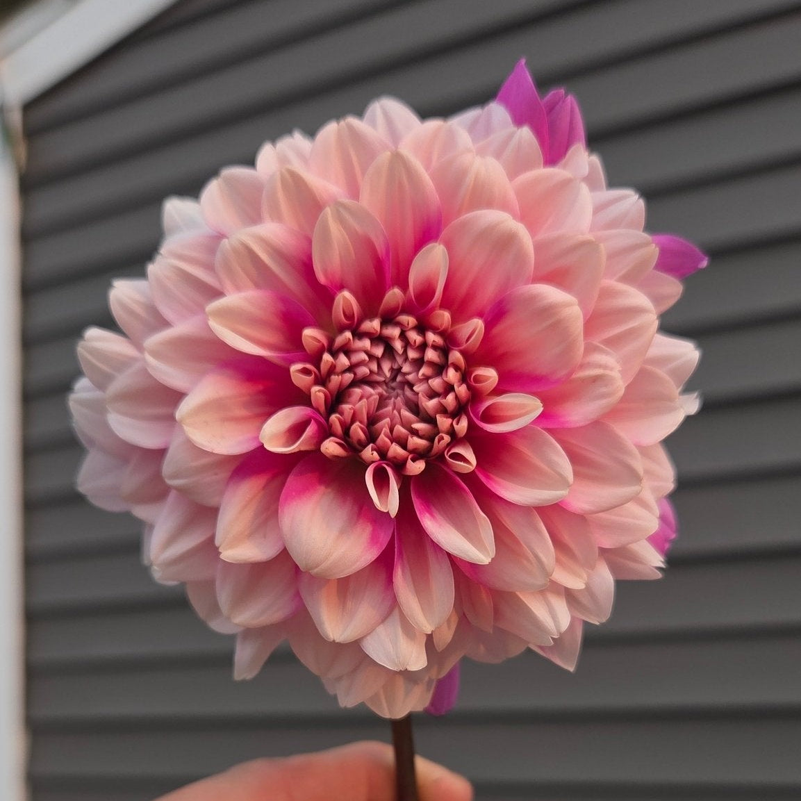 Bowser Denyse - Freese Flower Farm