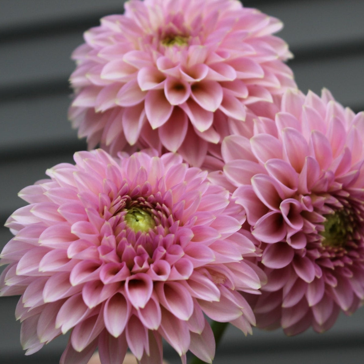 BQ Pink Parfait - Freese Flower Farm