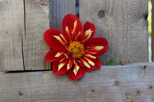 BQ Bouquet - Freese Flower Farm