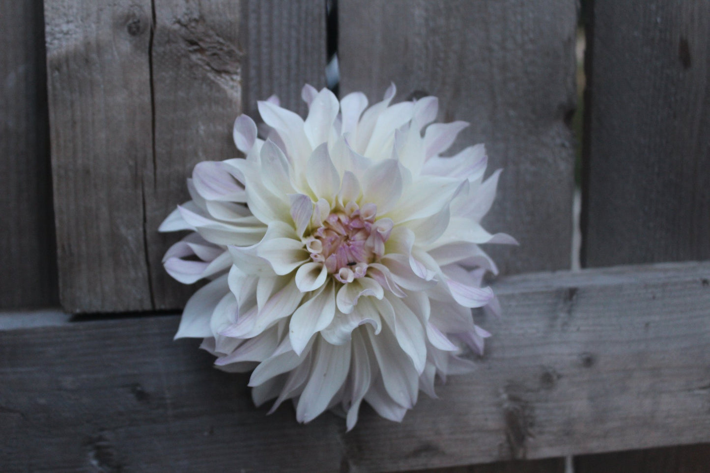 Bloomquist Compare - Freese Flower Farm