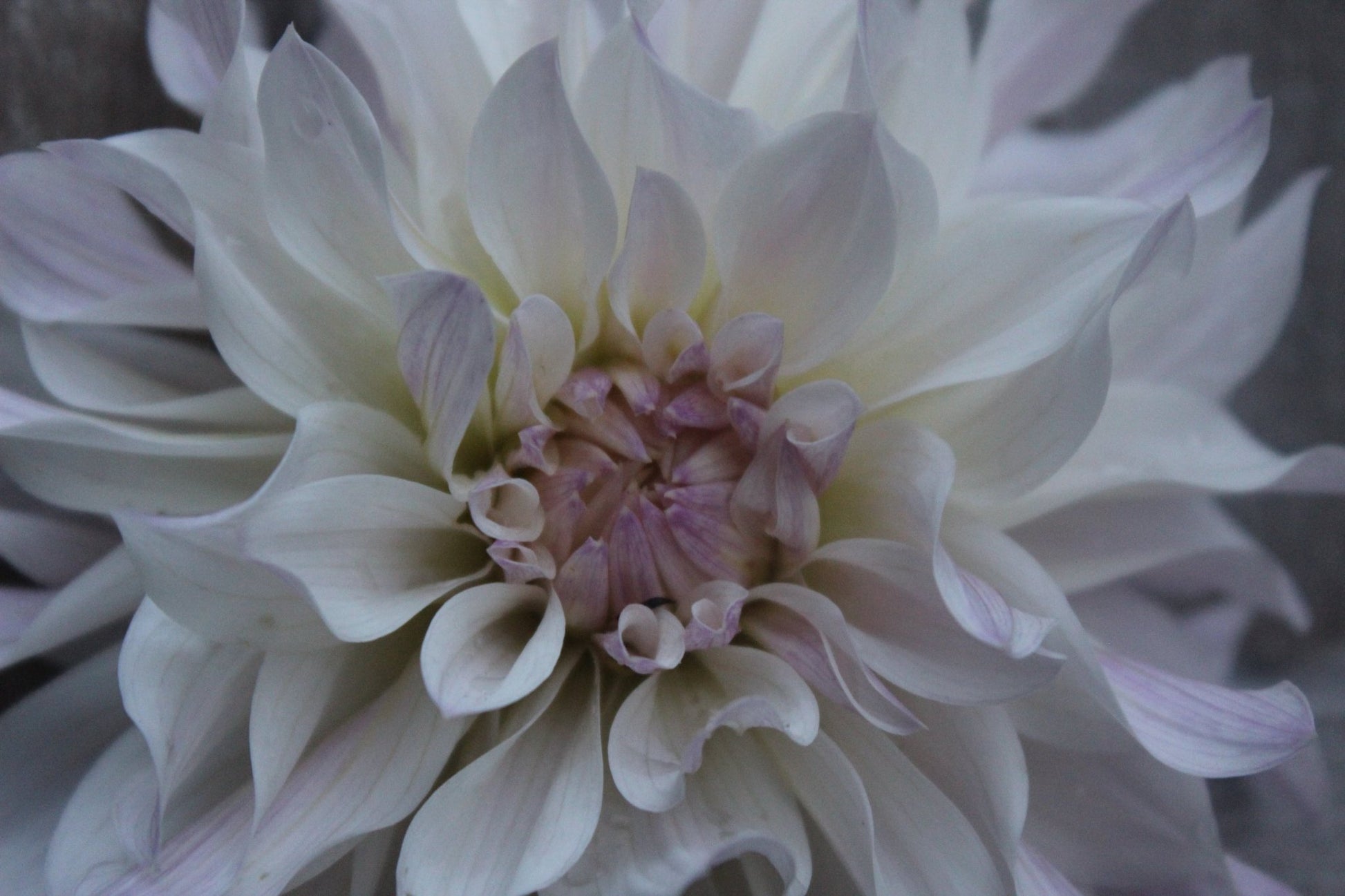 Bloomquist Compare - Freese Flower Farm