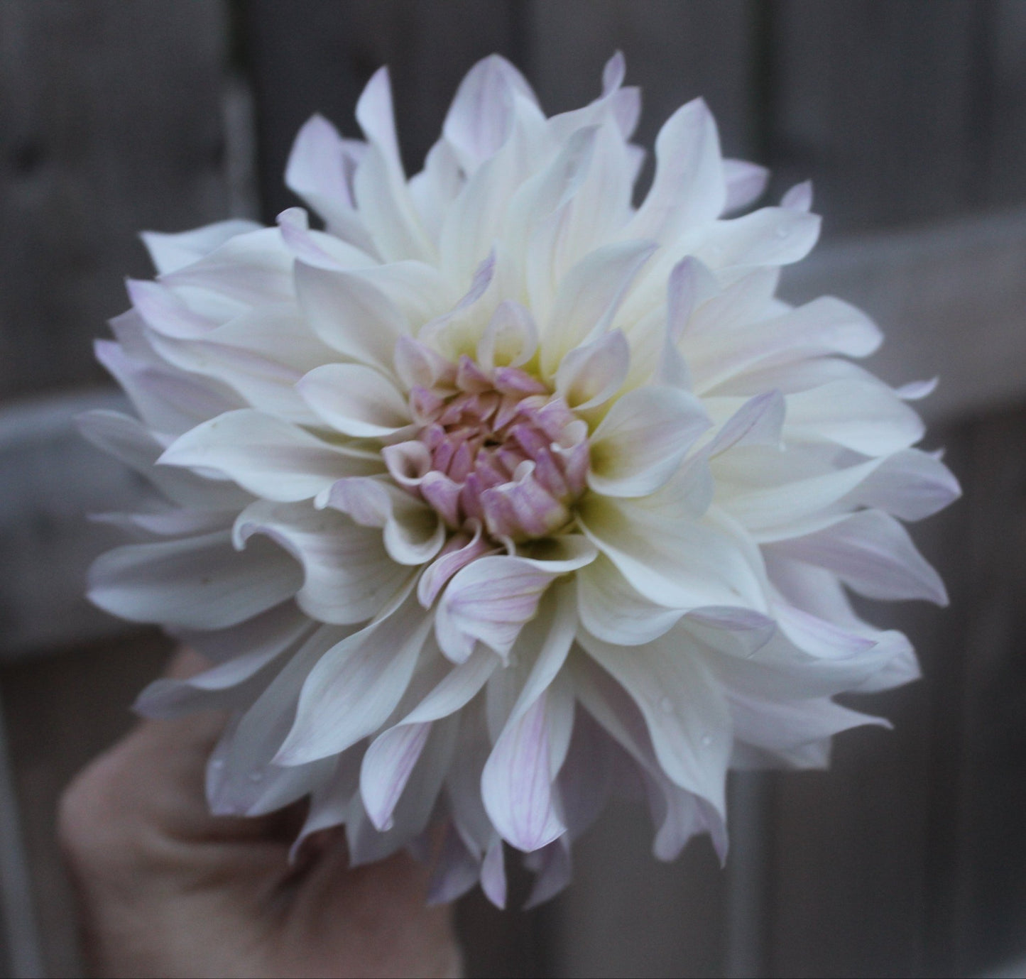 Bloomquist Compare - Freese Flower Farm