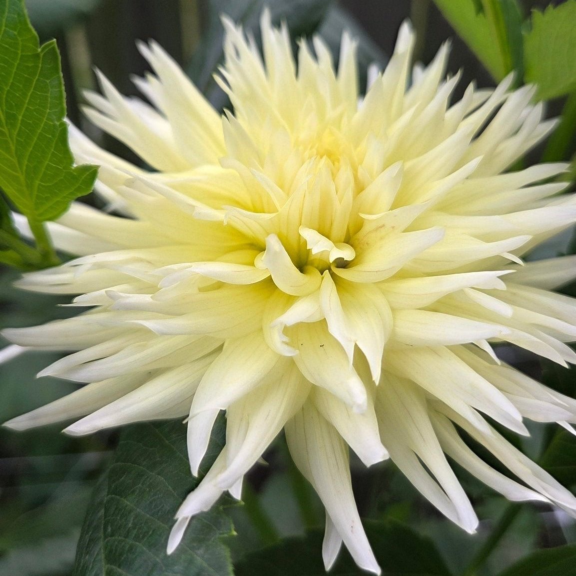 BQ Lemonade - Freese Flower Farm