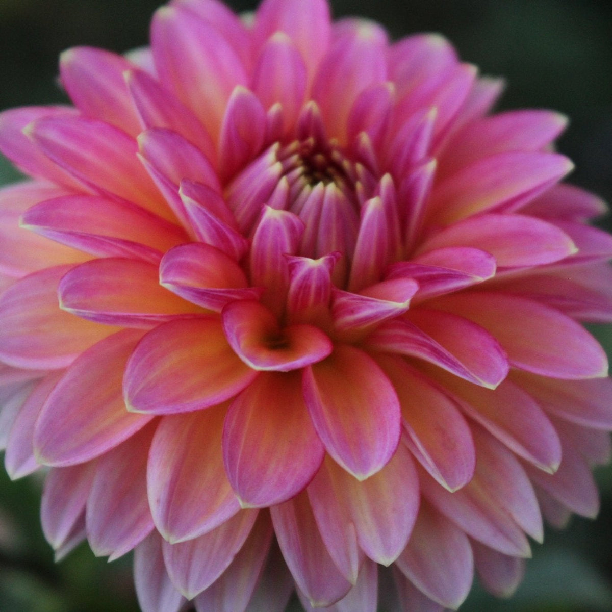 BQ Mojo - Freese Flower Farm