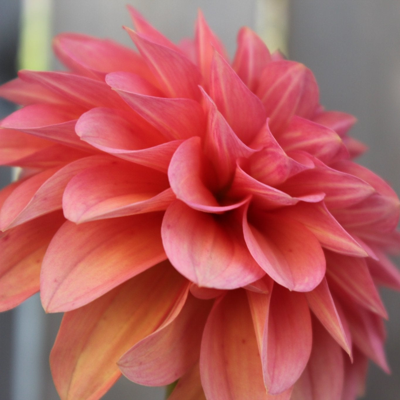 Bloomquist Philly - Freese Flower Farm