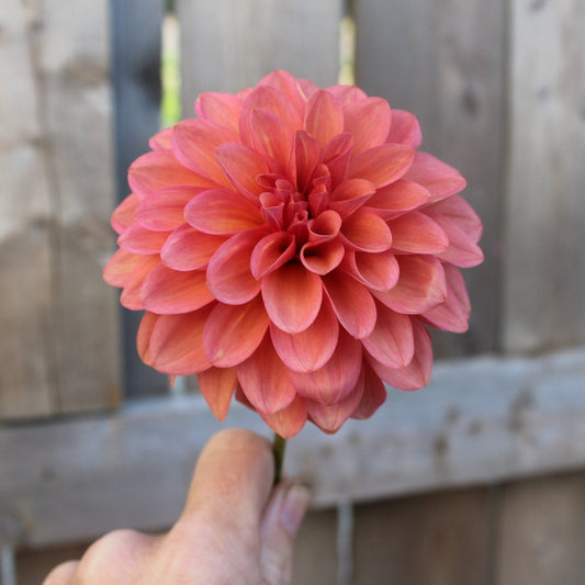 Bloomquist Philly - Freese Flower Farm