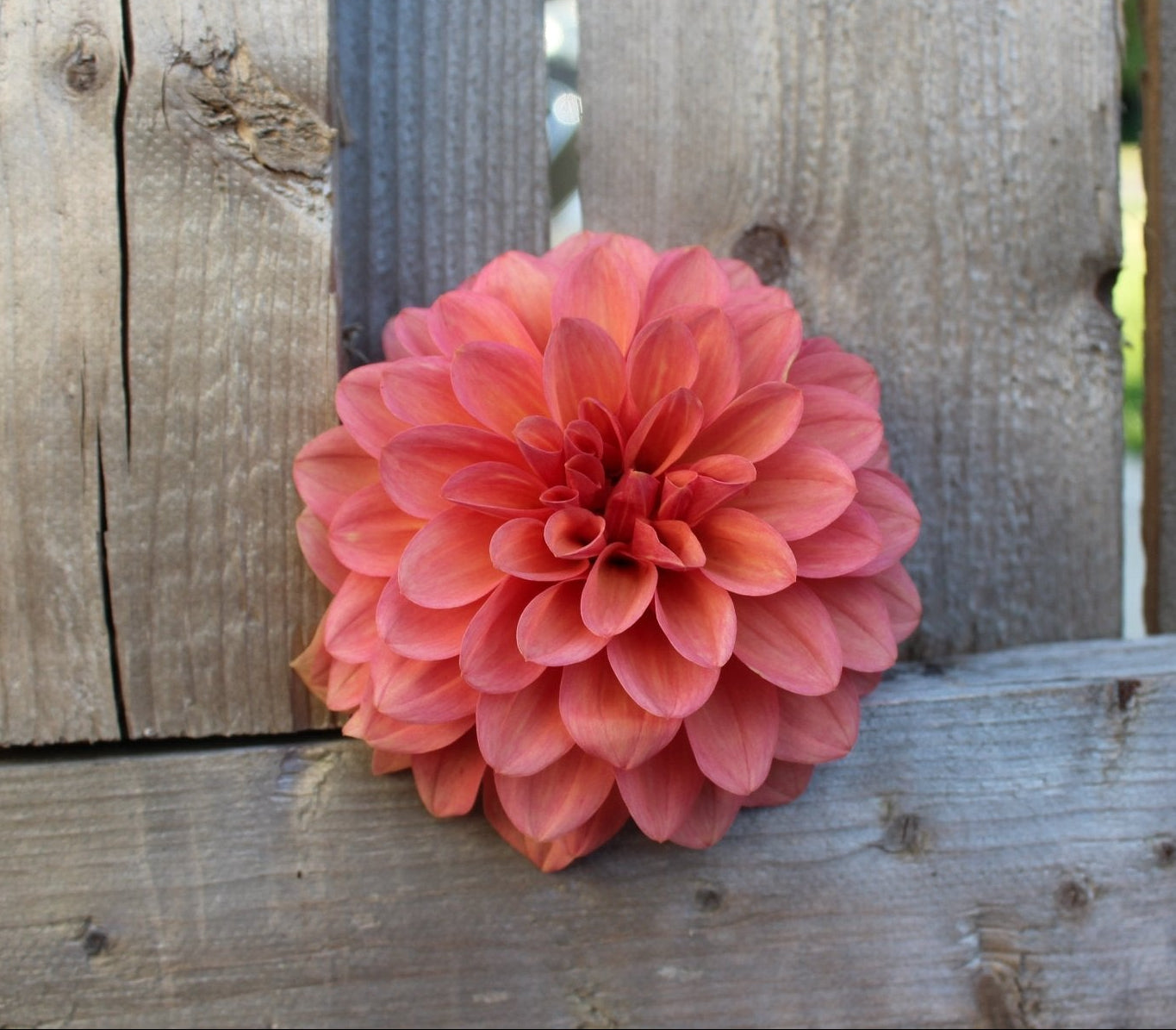 Bloomquist Philly - Freese Flower Farm