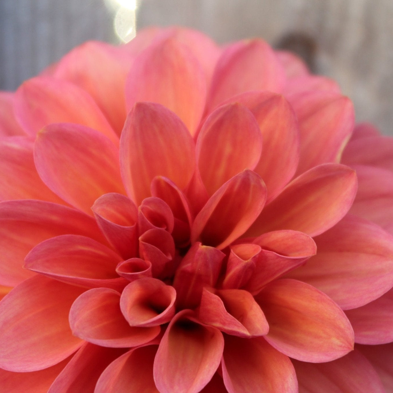 Bloomquist Philly - Freese Flower Farm