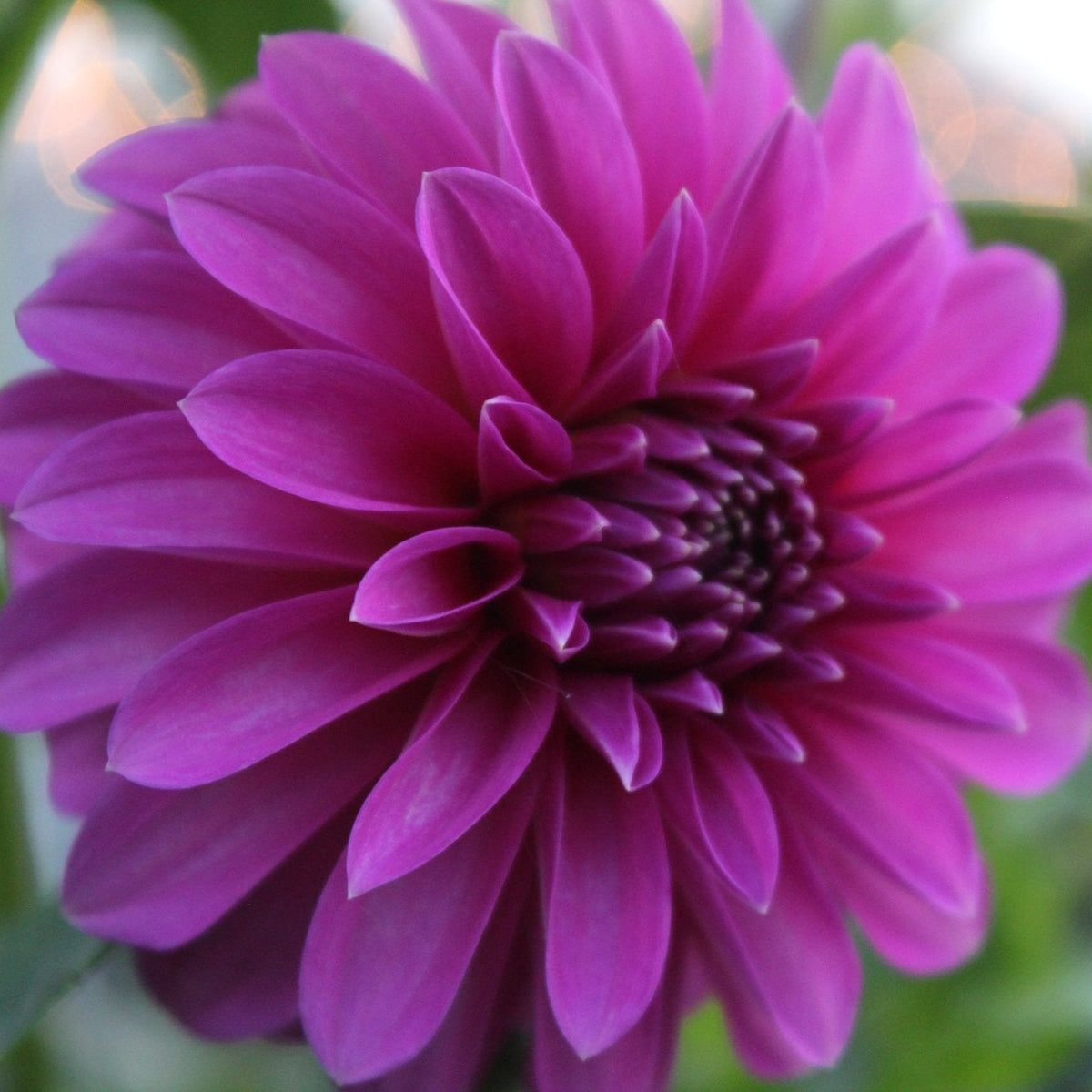 BQ Ruby - Freese Flower Farm