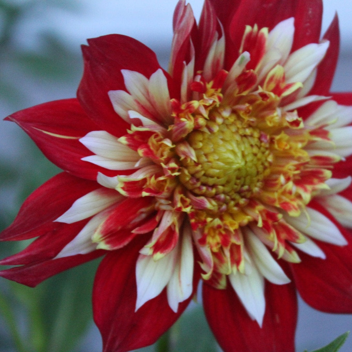 BQ Sassy - Freese Flower Farm