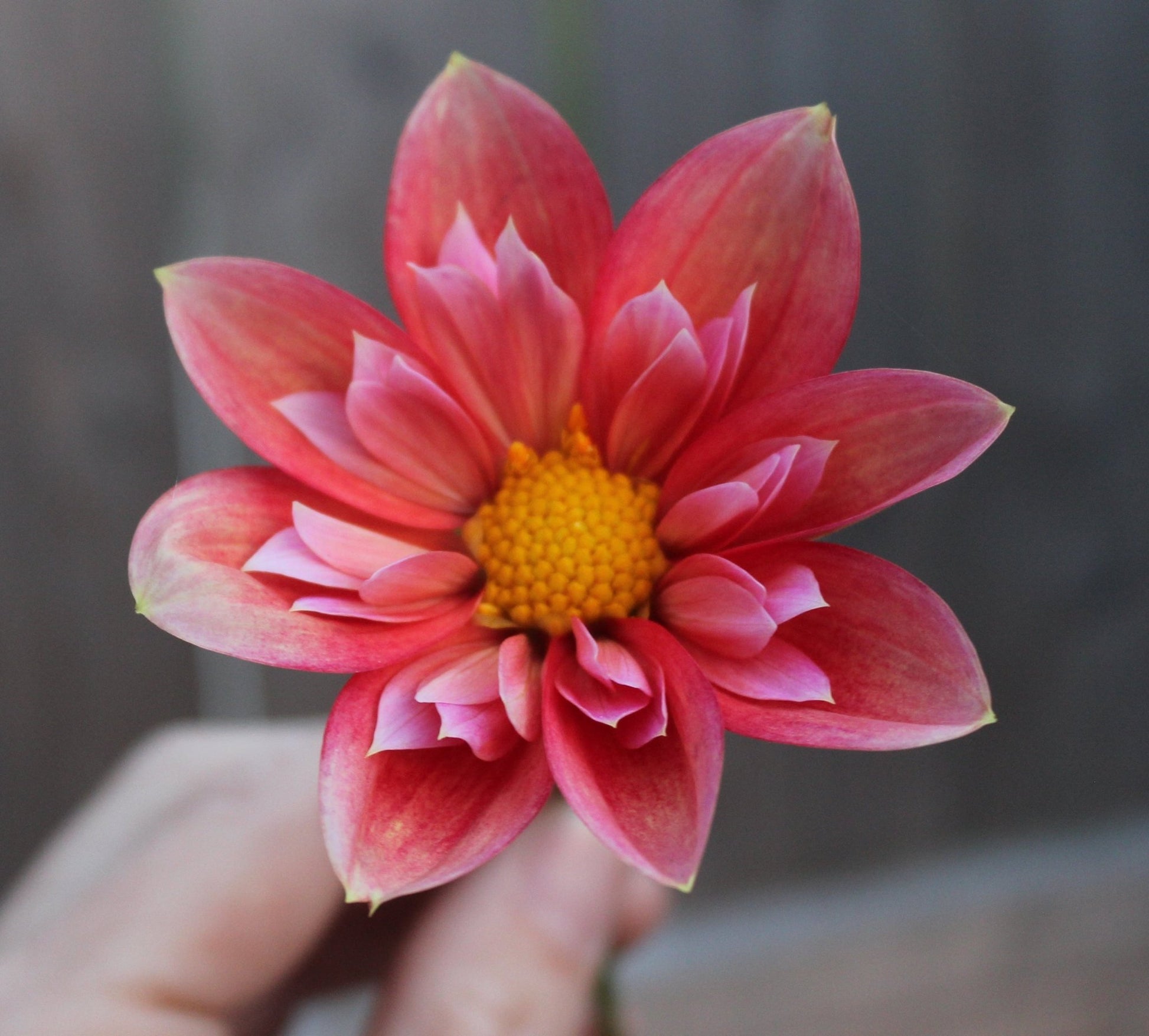 Bloomquist Simple - Freese Flower Farm