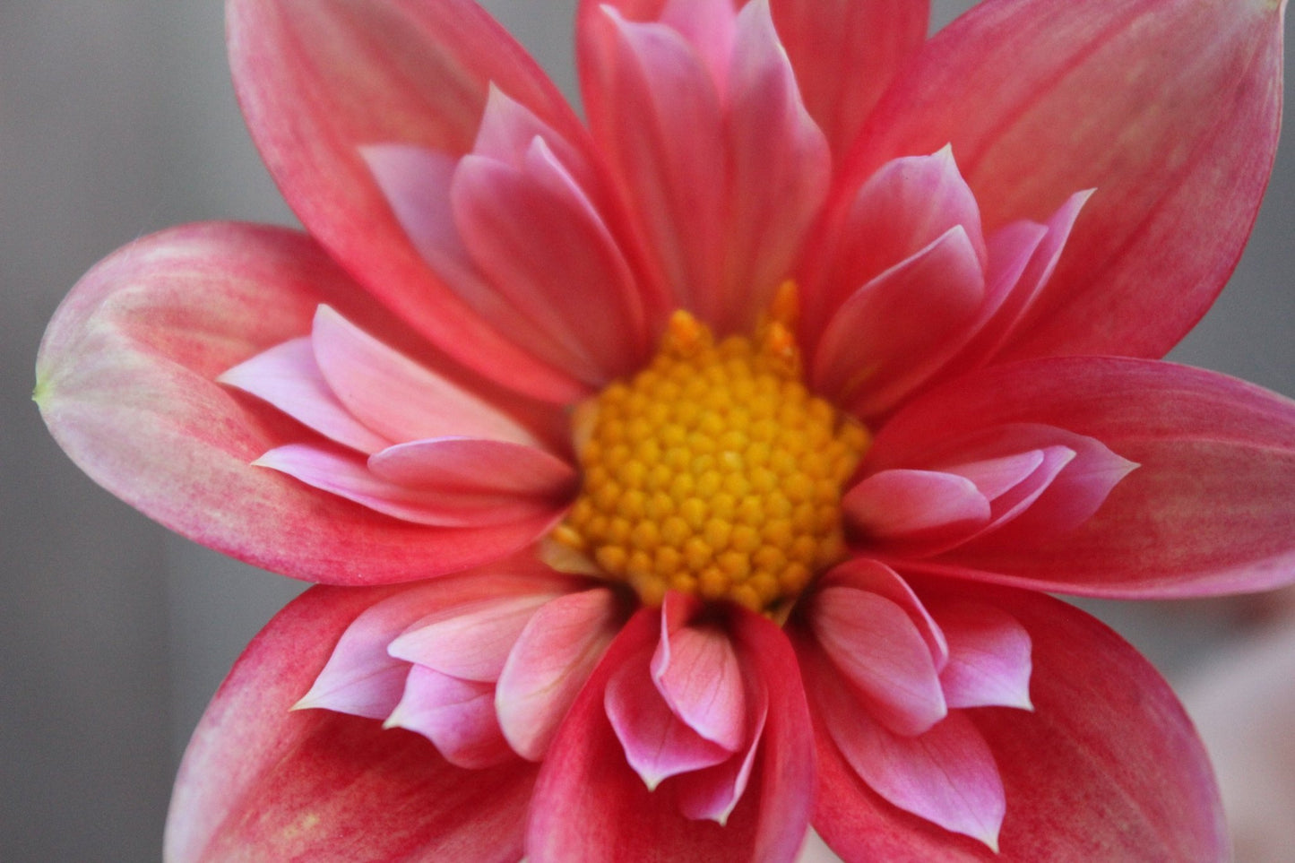 Bloomquist Simple - Freese Flower Farm