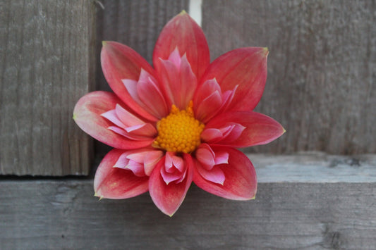 Bloomquist Simple - Freese Flower Farm