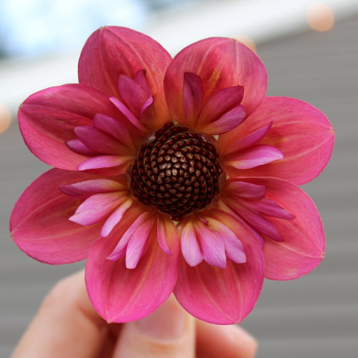 By So Obsessed - Freese Flower Farm