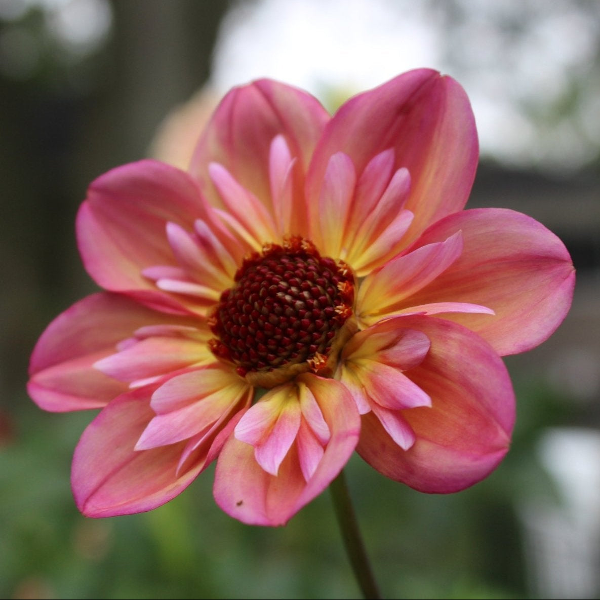 By So Obsessed - Freese Flower Farm