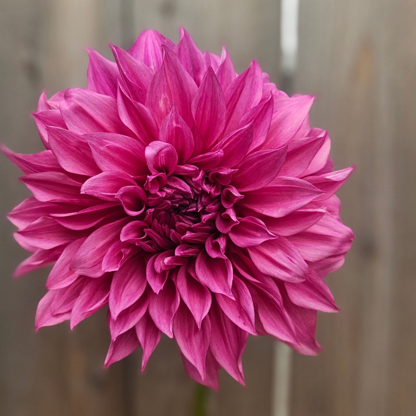 Cafe Au Lait Rose - Freese Flower Farm