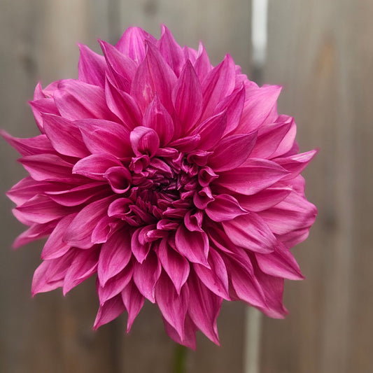 Cafe Au Lait Rose - Freese Flower Farm