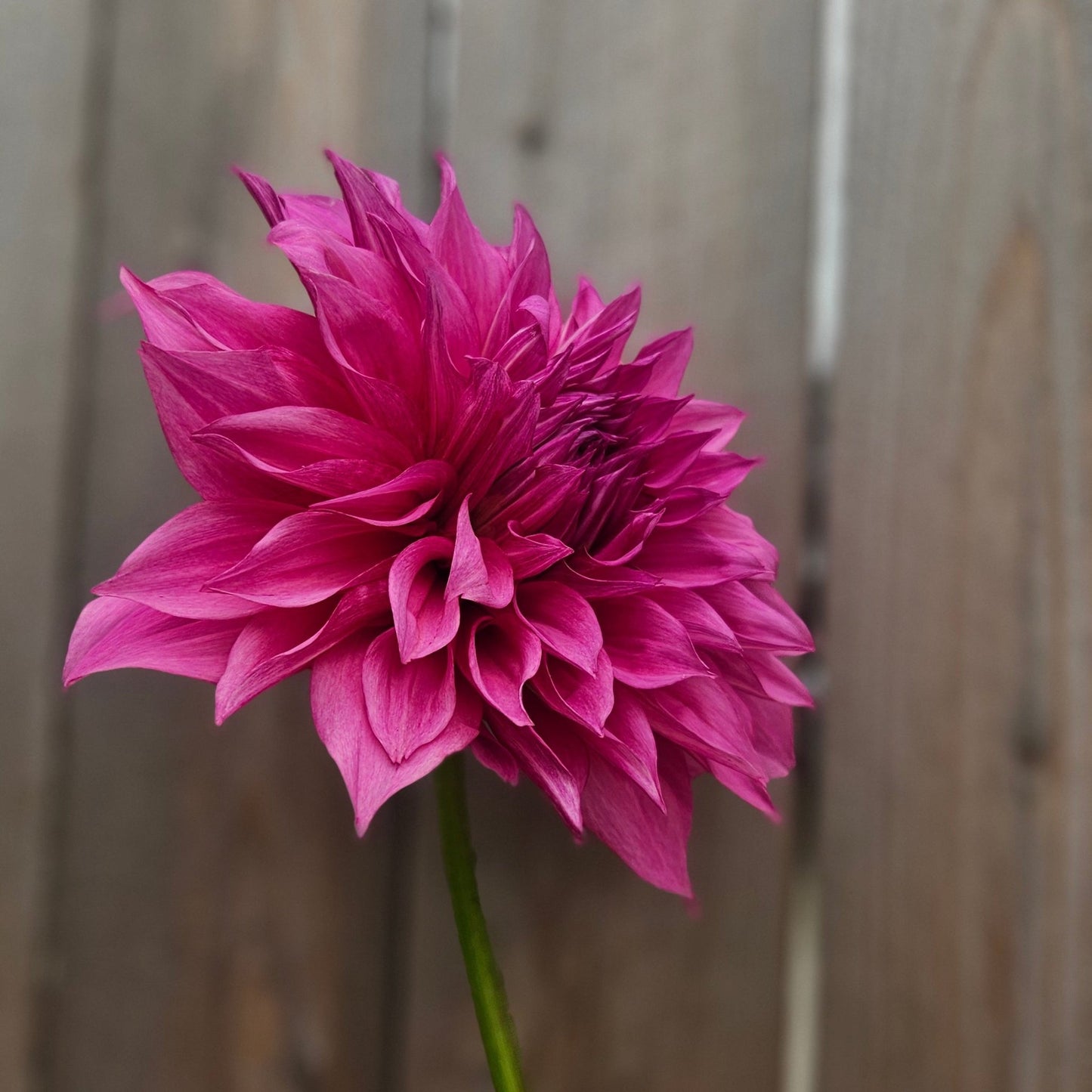 Cafe Au Lait Rose - Freese Flower Farm