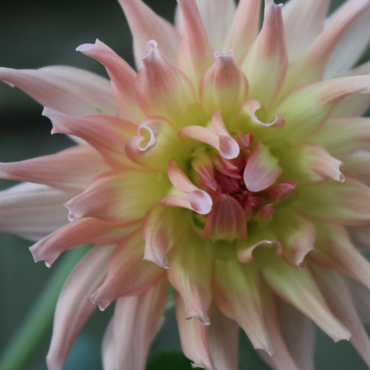 Camano Sitka - Freese Flower Farm