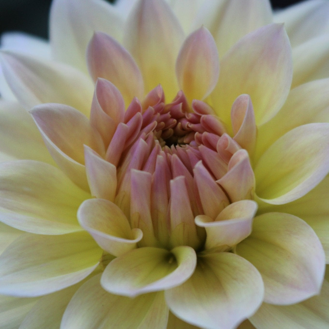 Canoz Jaguar - Freese Flower Farm