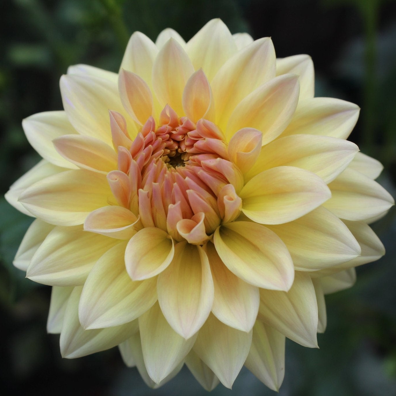 Canoz Jaguar - Freese Flower Farm