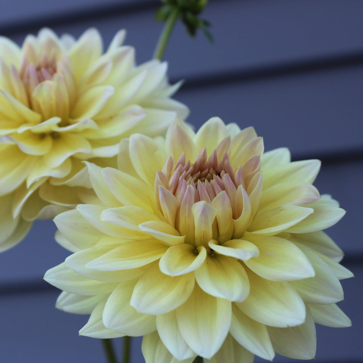 Canoz Jaguar - Freese Flower Farm