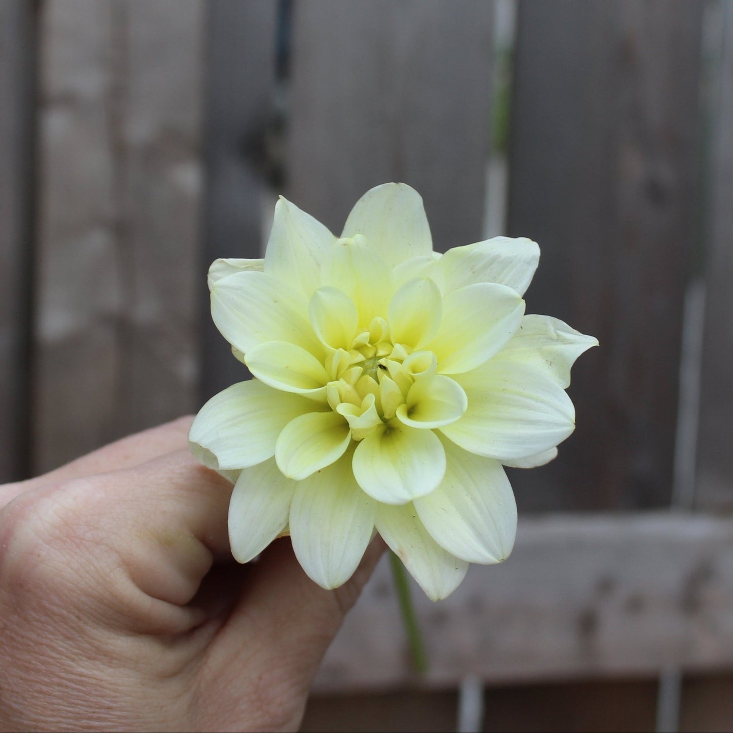 Caramel Antique - Freese Flower Farm