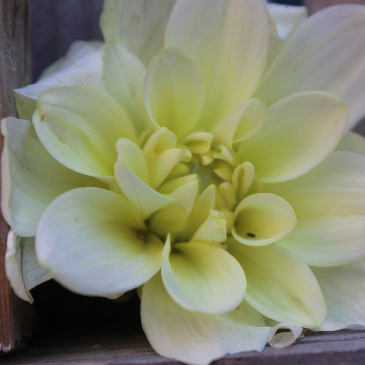 Caramel Antique - Freese Flower Farm