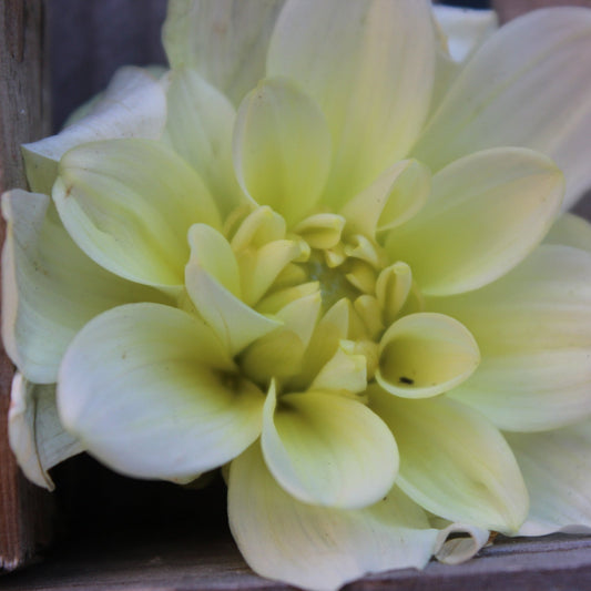 Caramel Antique - Freese Flower Farm