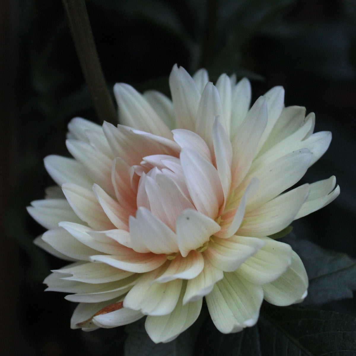 Carolina Wagemans - Freese Flower Farm