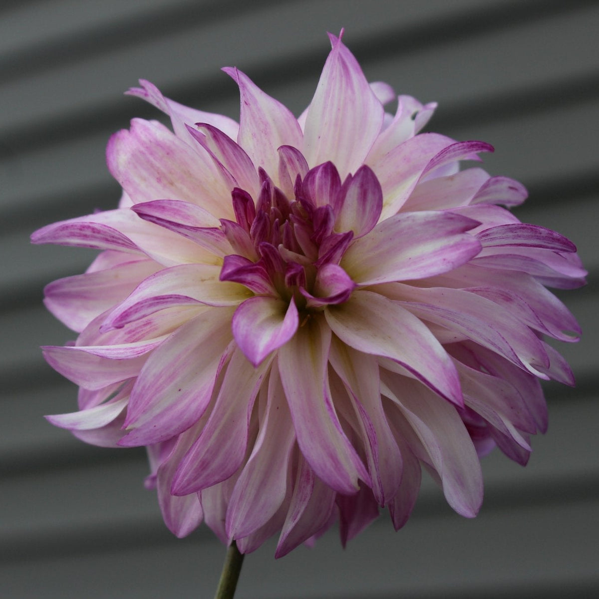 Carrie's Song - Freese Flower Farm