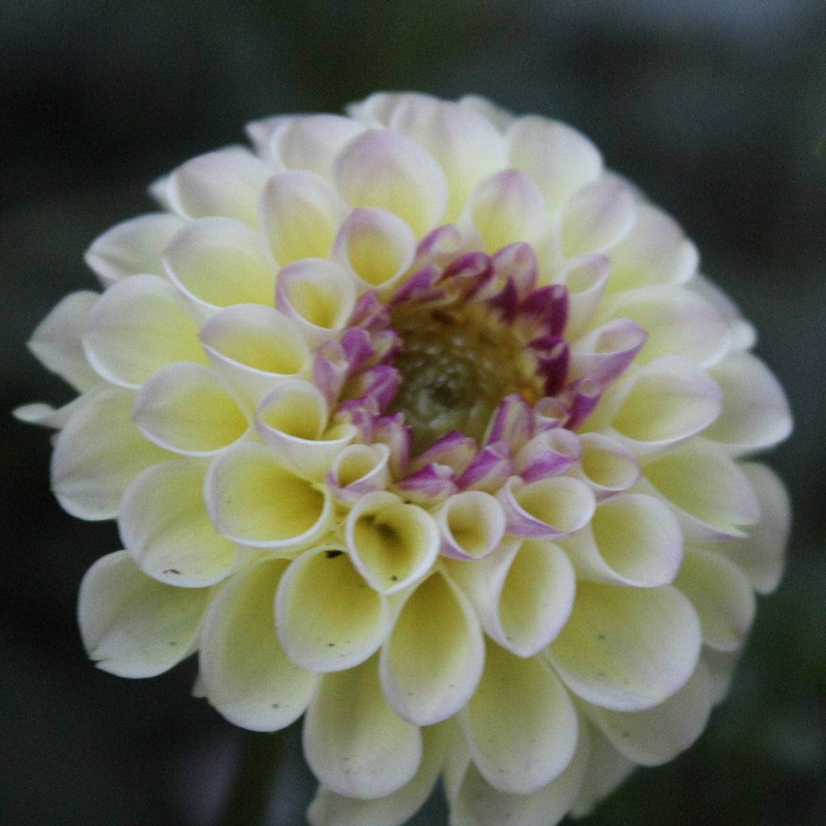 Cherish - Freese Flower Farm