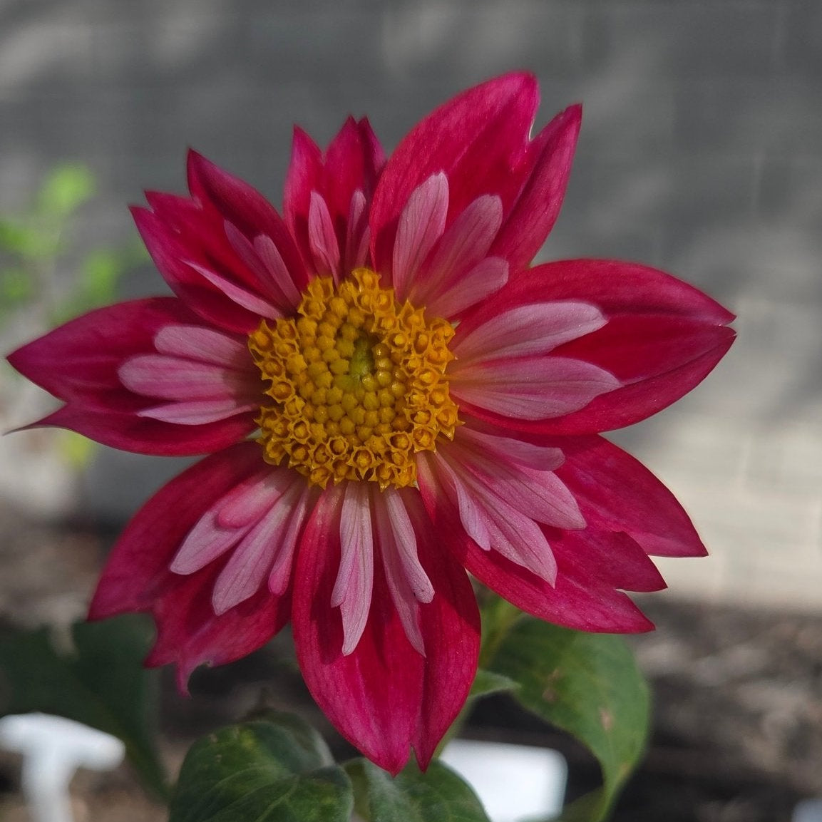 Cherry Star - Freese Flower Farm