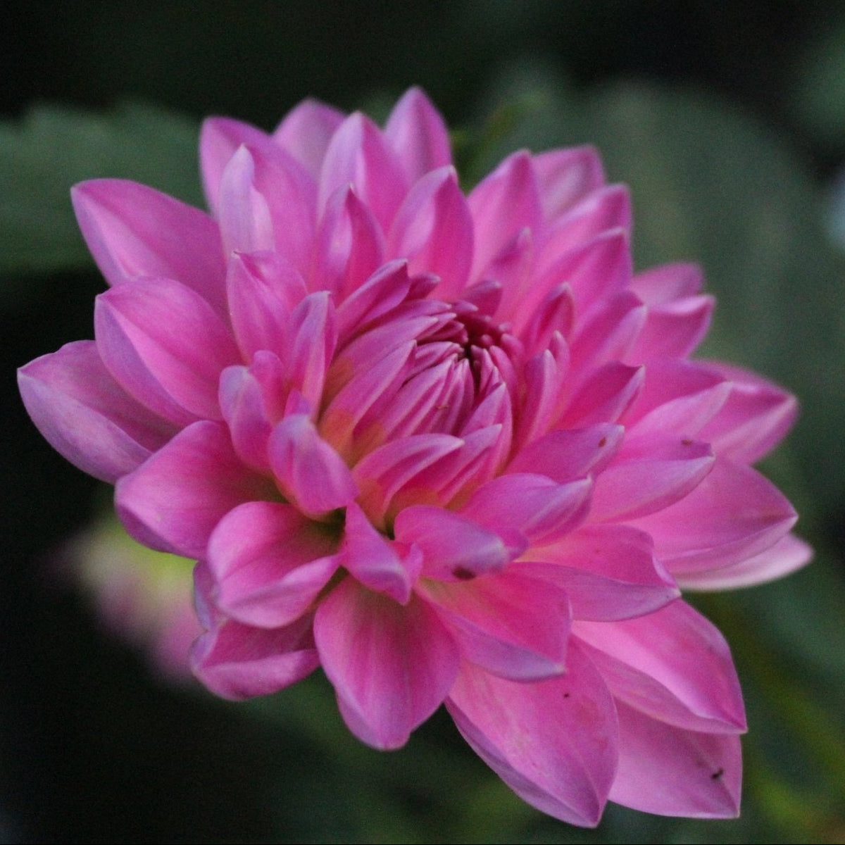 Chimcum Katie - Freese Flower Farm