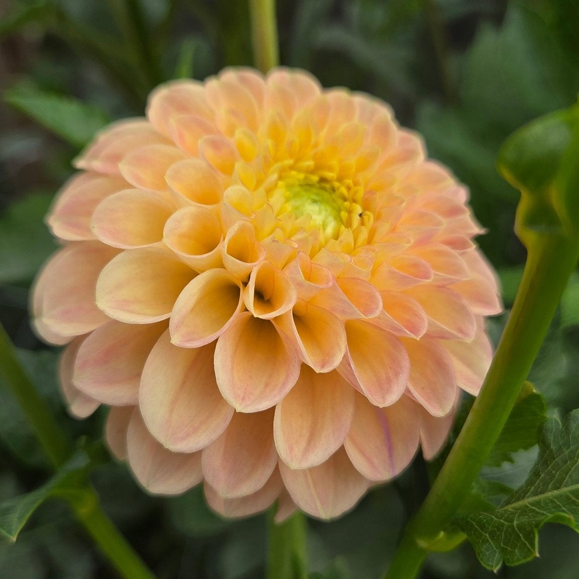 Chimacum Wendy - Freese Flower Farm