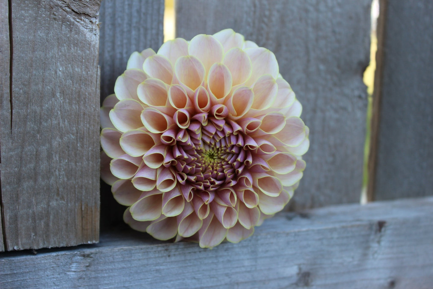 Cinder Rose - Freese Flower Farm