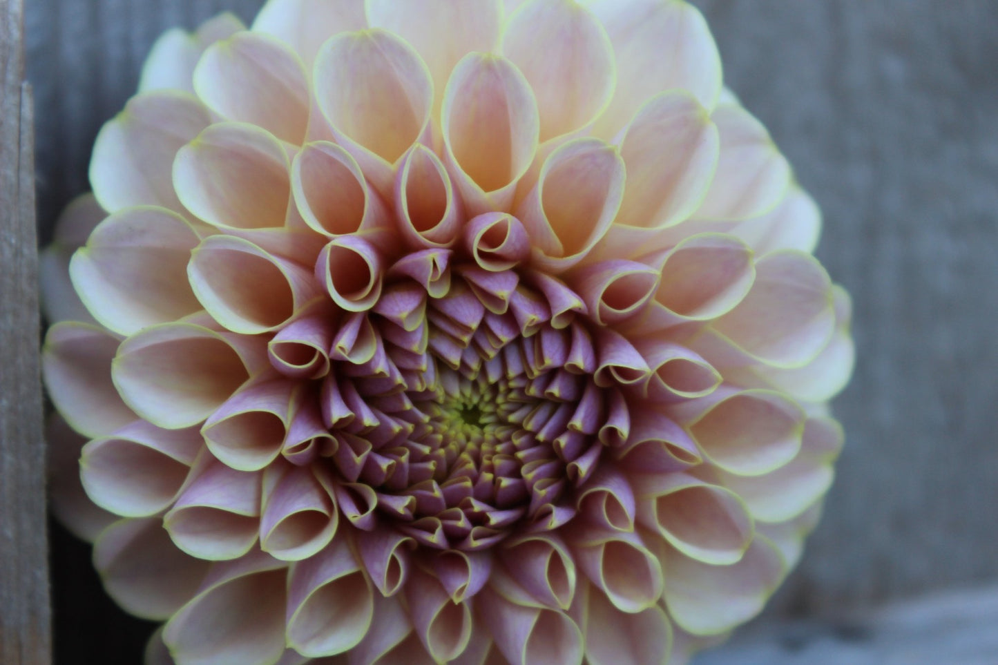 Cinder Rose - Freese Flower Farm