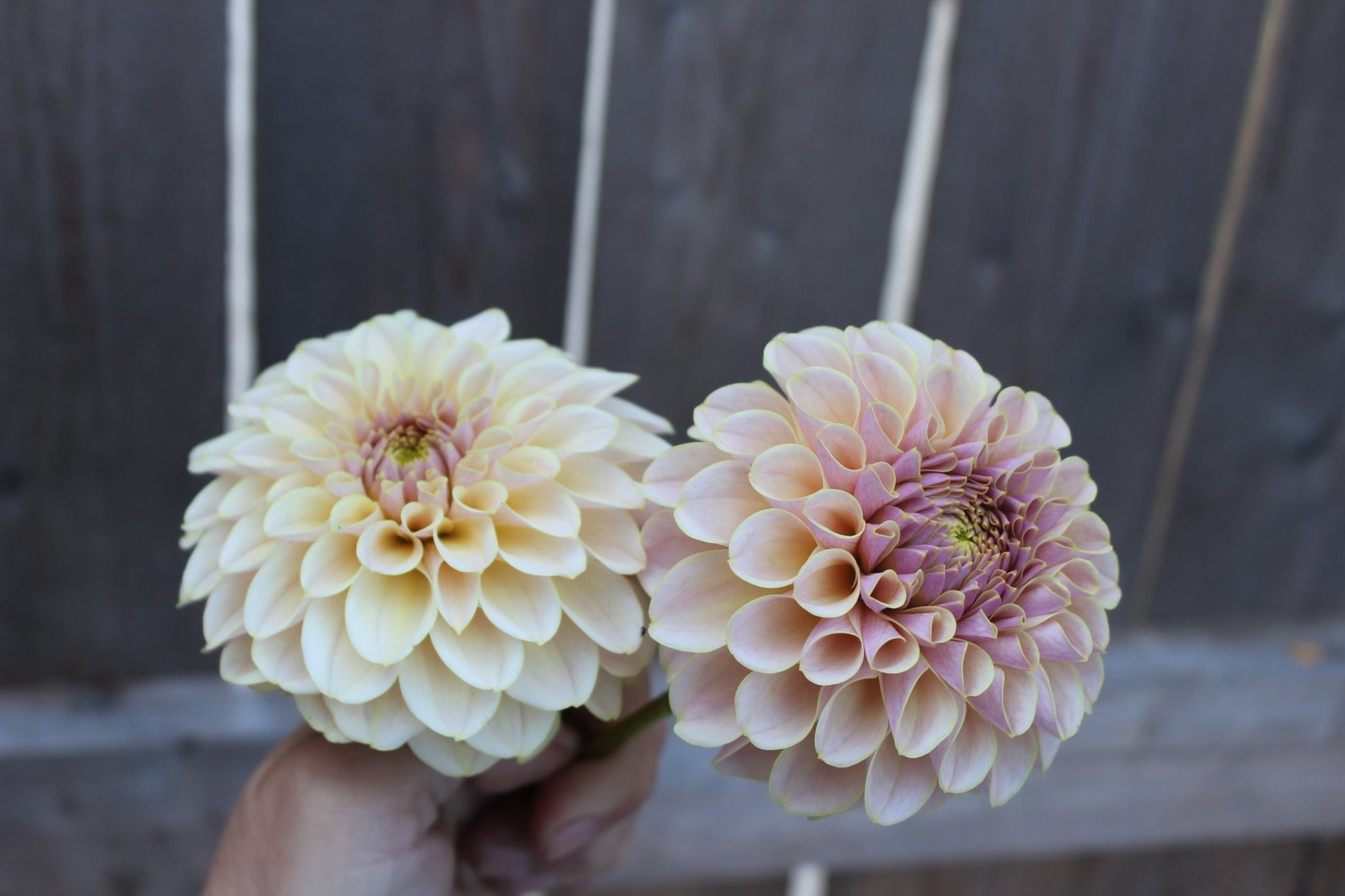 Cinder Rose - Freese Flower Farm