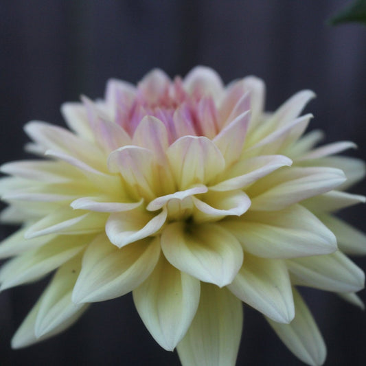 Canoz Jaguar - Freese Flower Farm