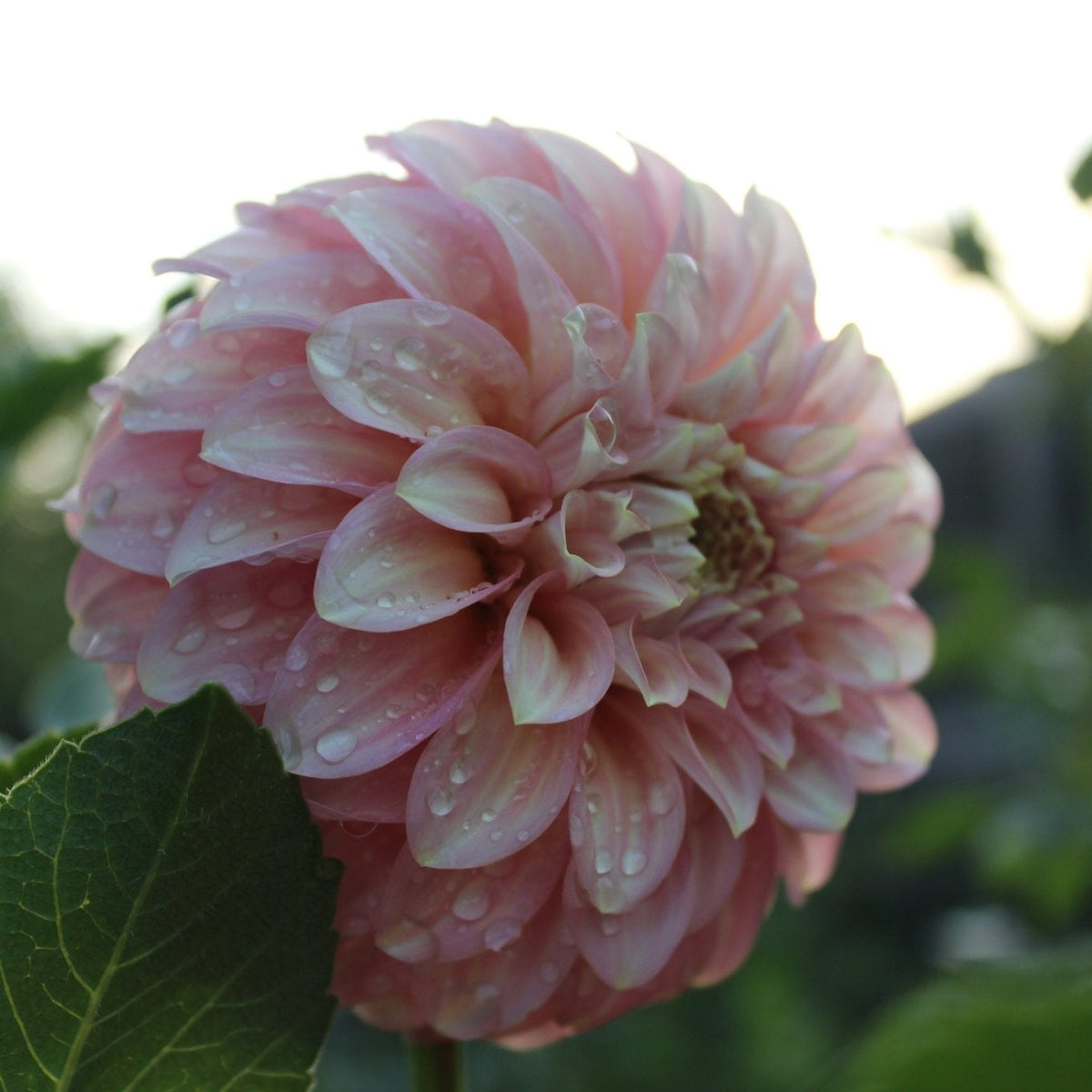 Coorabell Jessie - Freese Flower Farm